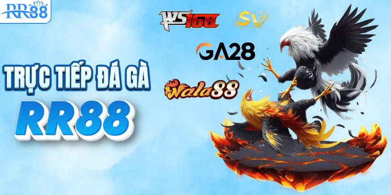 TRANG CHỦ RR88 18 Đá gà lịch thi đấu mới nhất